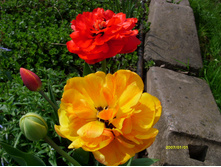 S73R4221.JPG