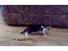 kot.gif