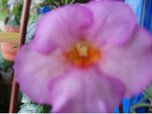 SDC12942.JPG