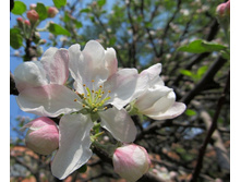 IMG_1015_1.JPG