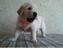 orange1.jpg