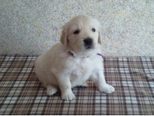 violet1.jpg