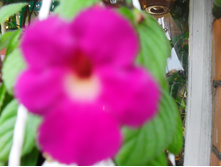 SDC12979.JPG
