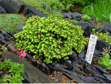 ��� Picea abies Little Gem - 2,39.