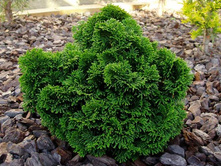 ����������� Chamaecyparis o.Nana Gracilis - 2,92.