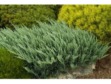 ������������ Juniperus hor Blue Chip - 1,86.