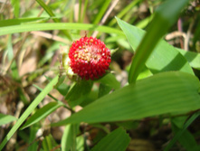 DSC02061.JPG
