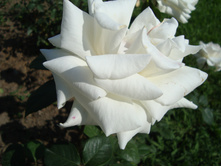 DSC02102.JPG