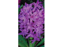 Amethyst 72,3�. �� 5 ��..jpg