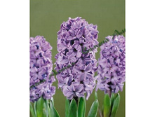 Blue_Star 55,8�. �� 5��..jpg