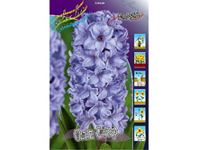 Hyacinth All Stars 72,3�. �� 5��.jpg
