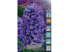 Hyacinth Atlantic 82,3�. �� 5 ��..jpg
