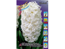 Hyacinth Carnegie 69,5�. �� 5��..jpg