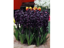 Hyacinth Dark Dimention 417,5�. �� 3 ��.jpg