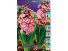 Hyacinth Double Eros 181,9�. �� 5��..jpg