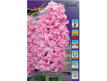 Hyacinth Ibis 72,3�. �� 5��..jpg