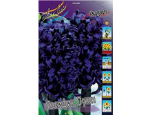 Hyacinth Pacific Ocean 335,3�. �� 3 ��..jpg