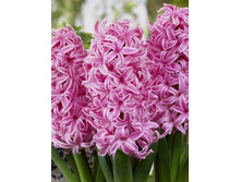Hyacinth Pink Angel 72,3�. �� 5 ��..jpg