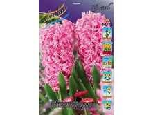 Hyacinth Pink Pearl 61,3�. �� 5��..jpg