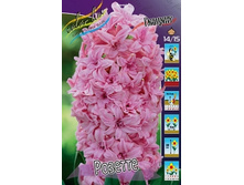Hyacinth Rosette 181,9�. �� 5��..jpg