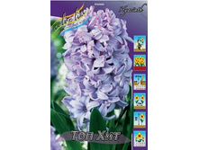 Hyacinth Top Hit 72,3�. �� 5 ��..jpg