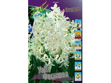 Hyacinth White Festival 157,2�. �� 5 ��..jpg