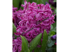 Purple_Voice 66,8�. �� 5��.jpg