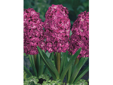Red Diamond 116,1�. �� 5 ��.jpg