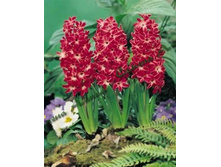 Red_Magic 94,2�. �� 5 ��.jpg