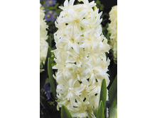 Snow Crystal 168,2�..jpg