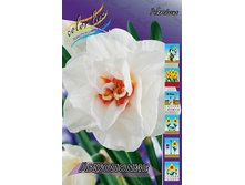 Narcissus Acropolis 155,5�. �� 10��..jpg