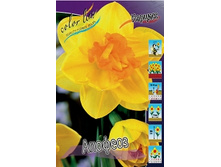 Narcissus Apotheose 170,9�. �� 10��..jpg