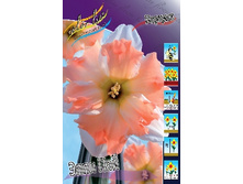 Narcissus Apple Pie 172�. �� 2��.jpg