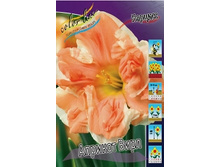 Narcissus Apricot Whirl 2073�. �� 5 ��..jpg