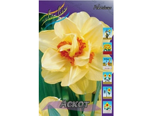 Narcissus Ascot 138,9�. �� 10��..jpg