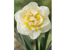 Narcissus Atholl Palace 221,3�. �� 7��..jpg
