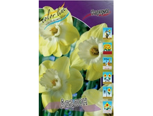 Narcissus Avalon 150�. �� 5 ��.jpg