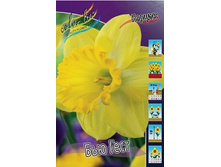 Narcissus Beau Geste 188,6�. �� 10 ��..jpg