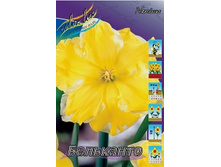 Narcissus Belcanto 144,4�. �� 5��..jpg