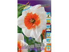Narcissus Bella Vista 144,4�. �� 5 ��..jpg