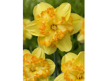 Narcissus Blazing Starlet 254,8�. �� 10��..jpg