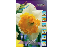 Narcissus Blues 216,2�. �� 10��..jpg
