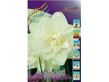 Narcissus Calgary 177,5�. �� 10��..jpg