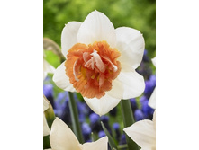 Narcissus Candy Princess 126,2�. �� 7��.jpg
