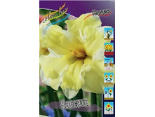 Narcissus Cassata 116,8�. �� 10��..jpg