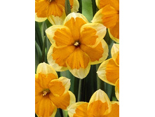 Narcissus Centannees 221,7�. �� 10��.jpg