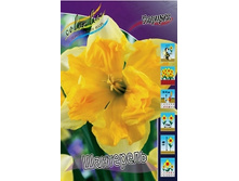 Narcissus Chanterelle 116,8�. �� 10��..jpg