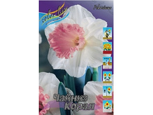 Narcissus Chinese Coral 144,4�. �� 10��..jpg