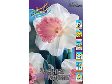 Narcissus Chinese Coral 150�. �� 10��.jpg