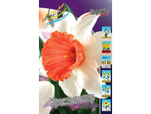 Narcissus Chromacolor 159�. �� 10��.jpg